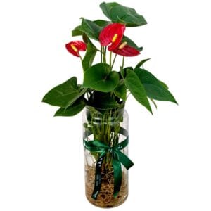 Anthurium Pot Plant